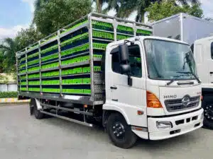 Xe Tải Hino FC9JLTC 6.5 Tấn Thùng Chở Gia Cầm